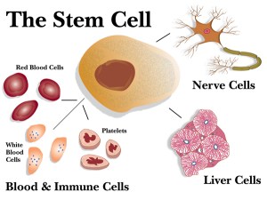 48021-hi-stem_cell_all